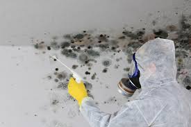 Best Attic Mold Removal  in Ocean Springs, MS